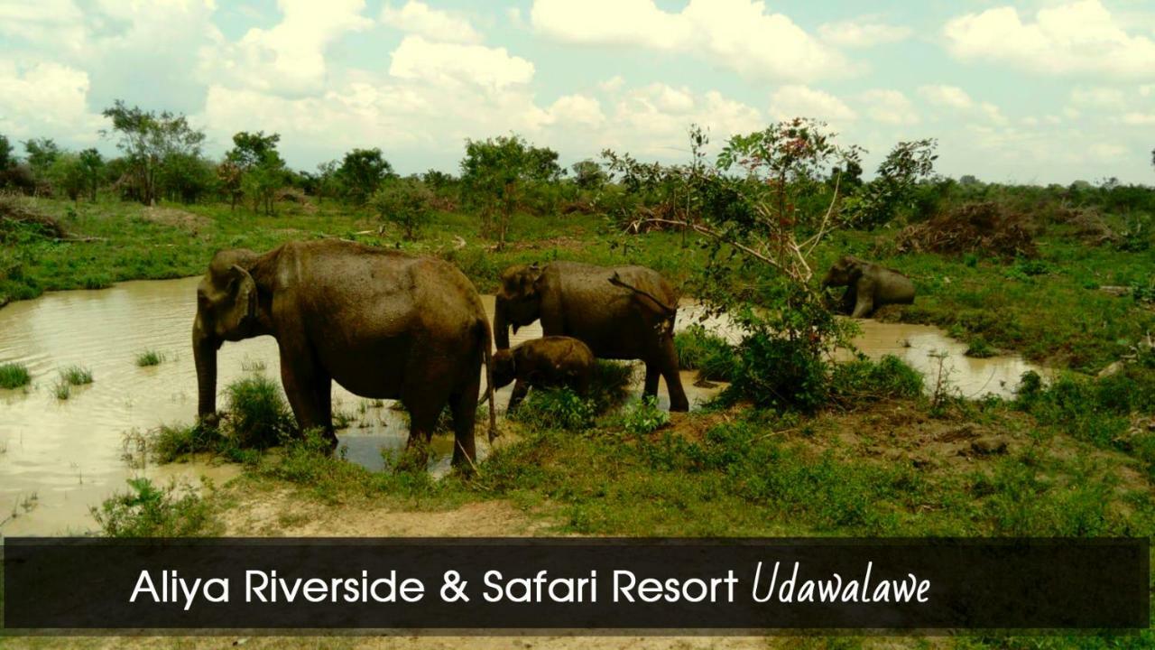 Aliya Riverside & Safari Resort Udawalawe Zewnętrze zdjęcie